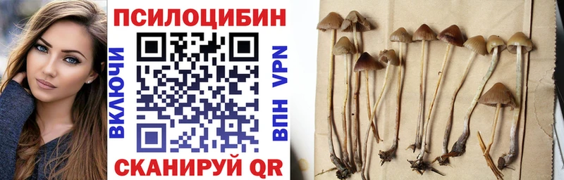 Псилоцибиновые грибы Cubensis  Абакан 